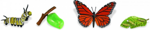 SAFARI set ciclo della vita della farfalla monarca