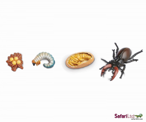 SAFARI set ciclo della vita dello scarafaggio