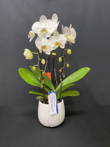 Orchidea Phalaenopsis Fontano 2 rami