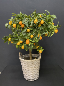 Mandarino Cumquat