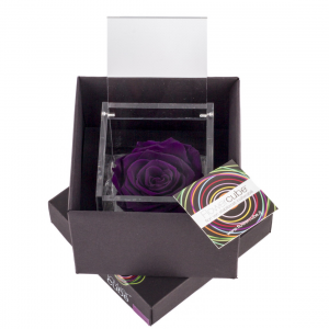 Flowercube rose stabilizzate colore viola