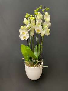 Orchidea Phalenopsis classica 5/6 rami