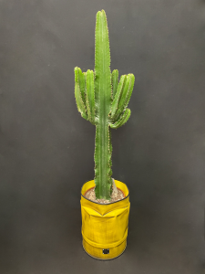 Euphorbia Eritrea con coprivaso Bidone Design