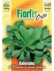 Flortis valeriana d'Olanda